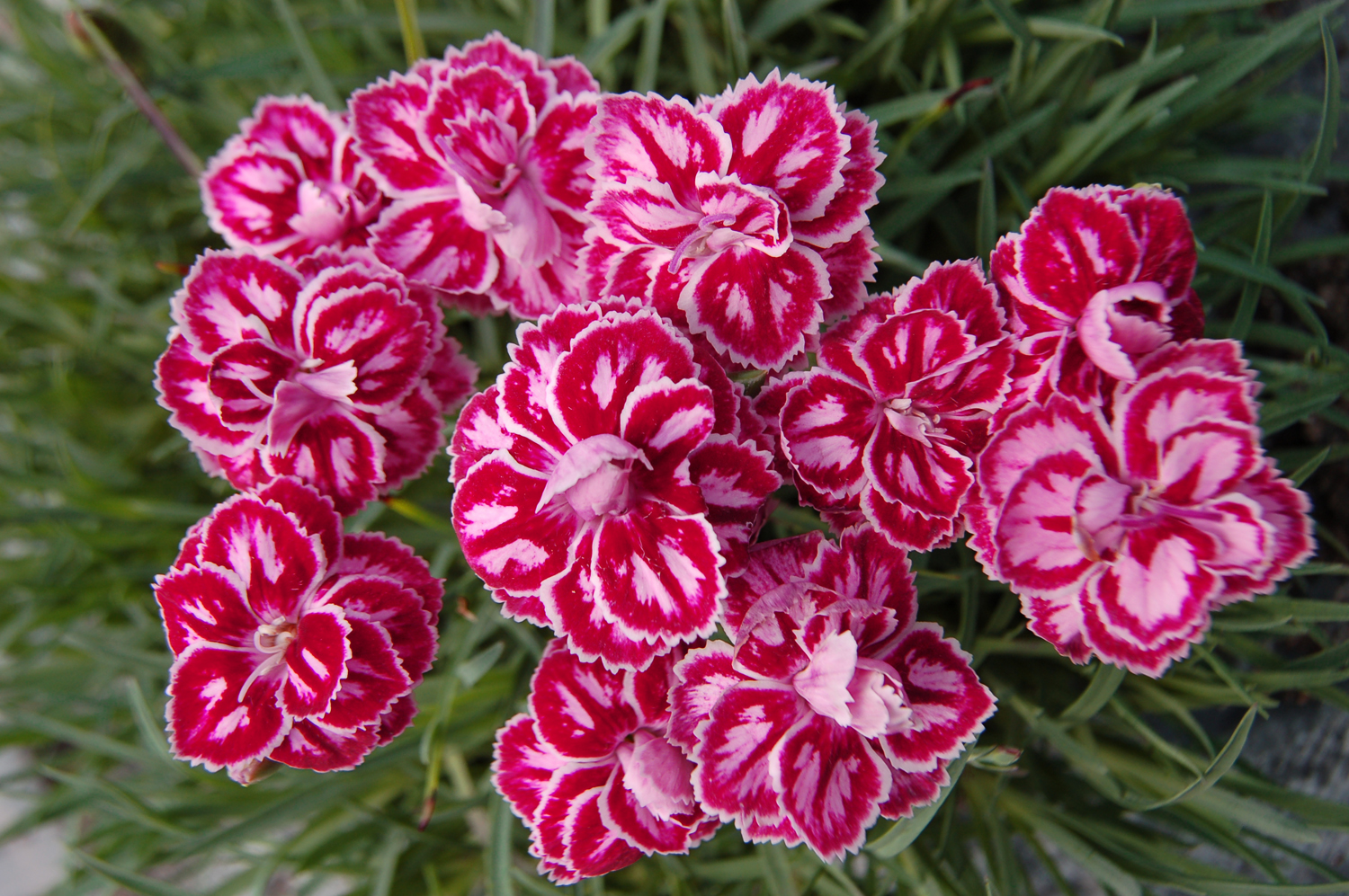 snapdragons dianthus few fall flower beds should be without the great ...